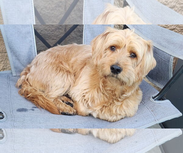 Medium Photo #10 Doodle Puppy For Sale in Mission Viejo, CA, USA