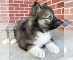 Small Photo #12 Siberian Husky Puppy For Sale in CO SPGS, CO, USA