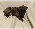 Puppy 2 Boxer-Bullmastiff Mix