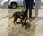 Small #3 Staffordshire Bull Terrier Mix