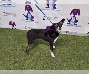 Chihuahua-Shiba Inu Mix Dogs for adoption in Orlando, FL, USA