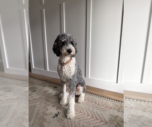 Mother of the Golden Mountain Doodle puppies born on 10/21/2025