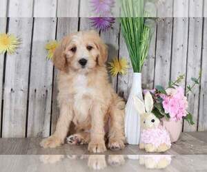 Pyredoodle Puppy for sale in MOUNT VERNON, OH, USA