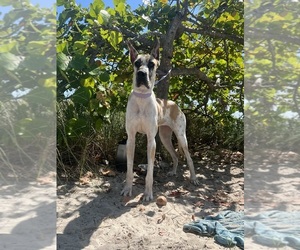Mother of the Great Dane puppies born on 02/15/2025