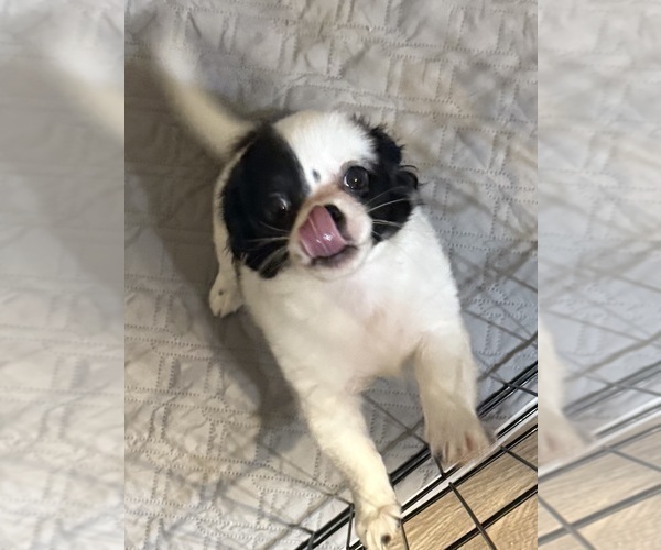 Medium Photo #5 ShiChi Puppy For Sale in FORTSON, GA, USA