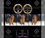 Small #2 Poodle (Toy)