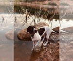 Small Photo #1 German Shorthaired Pointer Puppy For Sale in FLORISSANT, CO, USA