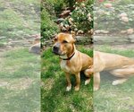 Small Photo #12 American Pit Bull Terrier-Unknown Mix Puppy For Sale in Spotsylvania, VA, USA