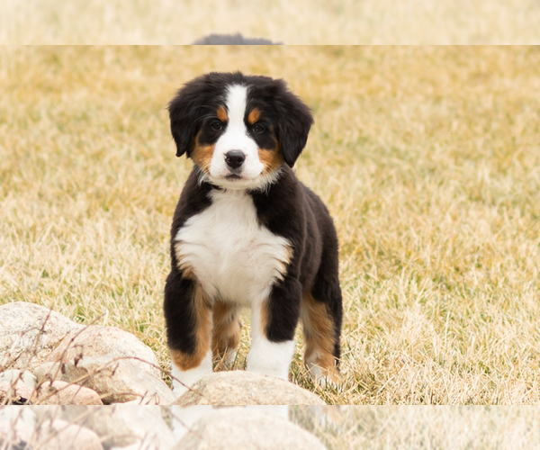 Medium Photo #4 Bernese Mountain Dog Puppy For Sale in MILLERSBURG, IN, USA