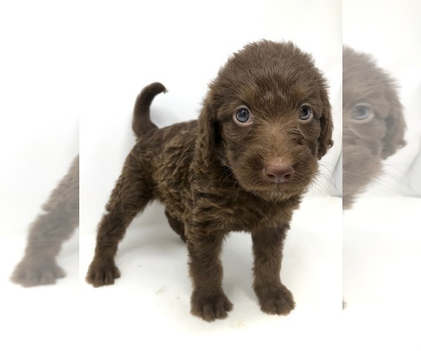 Medium Photo #2 Labradoodle Puppy For Sale in ROCKY MOUNT, NC, USA