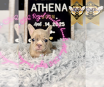 Small #5 French Bulldog