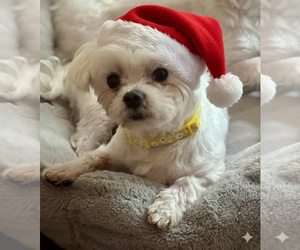Maltese Dogs for adoption in springfield, VA, USA