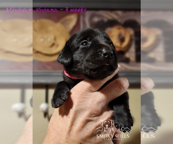 Medium Photo #37 Labrador Retriever Puppy For Sale in POCAHONTAS, IL, USA