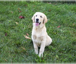 Image preview for Ad Listing. Nickname: Gwenn