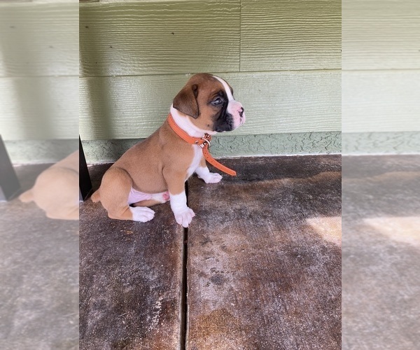Medium Photo #7 Boxer Puppy For Sale in WAUCHULA, FL, USA