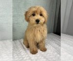 Small #3 Goldendoodle