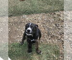 Small #1 Mutt