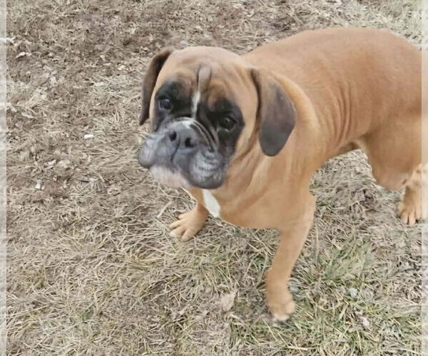 Medium Photo #1 Boxer Puppy For Sale in Woodbury, MN, USA
