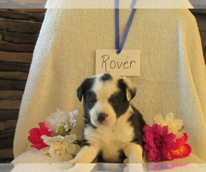 Border Collie-English Shepherd Mix Puppy for sale in SHILOH, OH, USA