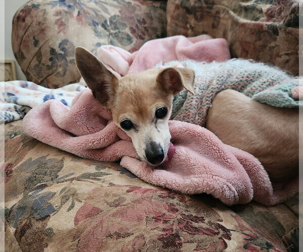 Medium Photo #2 Chihuahua-Unknown Mix Puppy For Sale in oakland, FL, USA