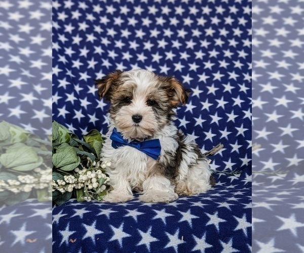 Medium Photo #4 Biewer Terrier-Maltese Mix Puppy For Sale in LEOLA, PA, USA