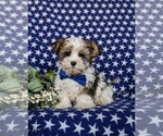 Small Photo #4 Biewer Terrier-Maltese Mix Puppy For Sale in LEOLA, PA, USA