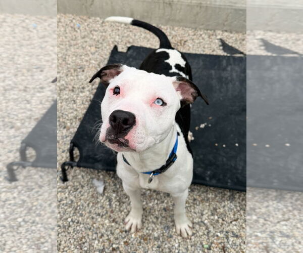 Medium Photo #2 Mutt Puppy For Sale in Jefferson, WI, USA