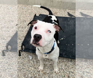 Mutt Dogs for adoption in Jefferson, WI, USA