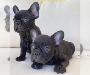French Bulldog Puppy for sale in MORENO VALLEY, CA, USA