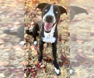 Border Collie-Unknown Mix Dogs for adoption in Great Bend, KS, USA
