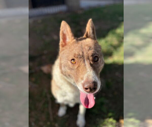 Medium Photo #1 Siberian Husky Puppy For Sale in Riverside, CA, USA