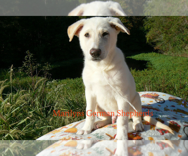 Medium Photo #5 German Shepherd Dog Puppy For Sale in PIEDMONT, MO, USA
