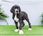 Small #13 Great Dane