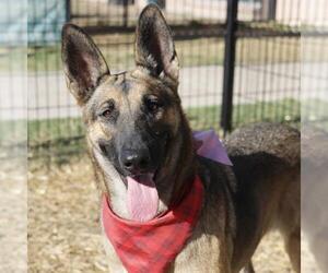 German Shepherd Dog-Unknown Mix Dogs for adoption in San Antonio, TX, USA