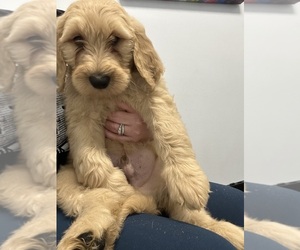 Goldendoodle Puppy for sale in SEAL BEACH, CA, USA