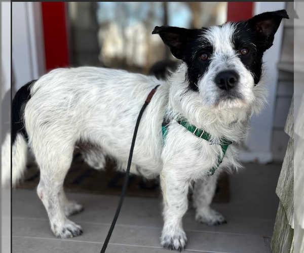 Medium Photo #7 Mutt Puppy For Sale in Cranston, RI, USA