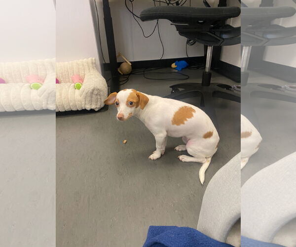 Medium Photo #6 Italian Greyhuahua Puppy For Sale in San Francisco, CA, USA