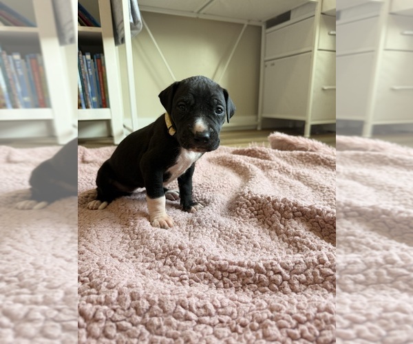 Medium Photo #1 Great Dane Puppy For Sale in BLYTHEWOOD, SC, USA