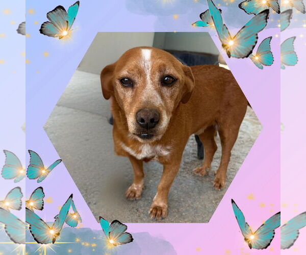 Medium Photo #2 Doxle Puppy For Sale in Apple Valley, CA, USA