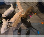 Small #6 Great Dane-Labrador Retriever Mix
