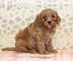 Small Photo #3 Cavapoo Puppy For Sale in DENVER, PA, USA