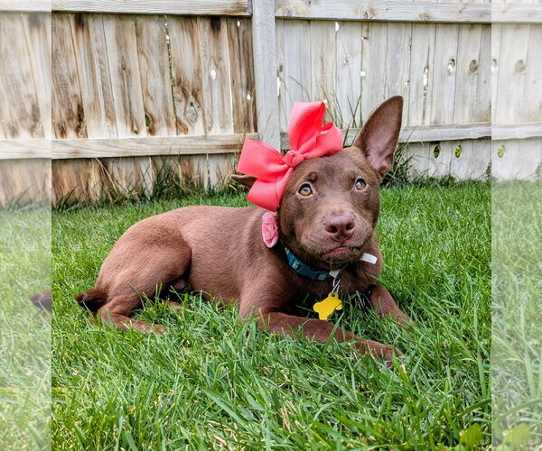 Medium Photo #9 Australian Kelpie-Unknown Mix Puppy For Sale in Sandy, UT, USA