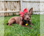 Small #8 Australian Kelpie Mix
