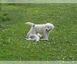 Small Photo #4 English Cream Golden Retriever Puppy For Sale in BELLWOOD, PA, USA
