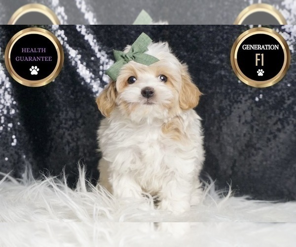 Medium Photo #24 Maltipoo Puppy For Sale in WARSAW, IN, USA