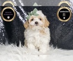 Small Photo #8 Maltipoo Puppy For Sale in WARSAW, IN, USA