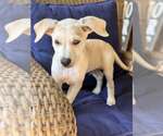 Small #2 Labrador Retriever Mix