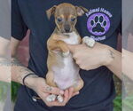 Small #2 Italian Greyhuahua
