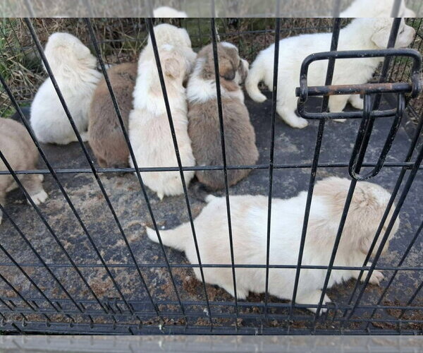 Medium Photo #2 Golden Pyrenees Puppy For Sale in Aurora, IN, USA