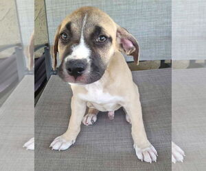 Boxer-Staffordshire Bull Terrier Mix Dogs for adoption in Corona, CA, USA
